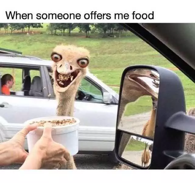 Funny Offers Me Food