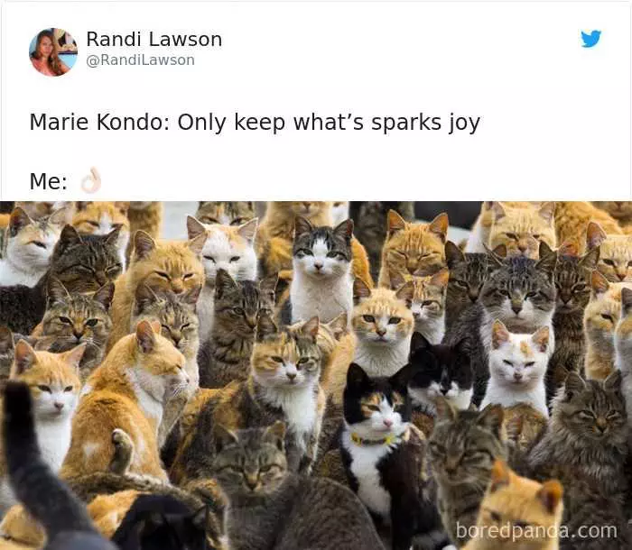 Funny Cat Pictures  Cat Sparking Joy Meme
