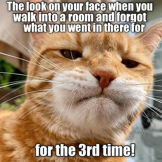 Funny-Orange-Cat-Forgot Funny Orange Cat Forgot