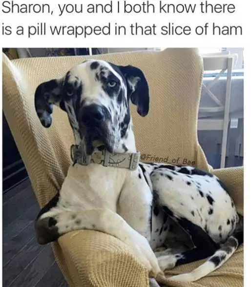Funny Pill Ham