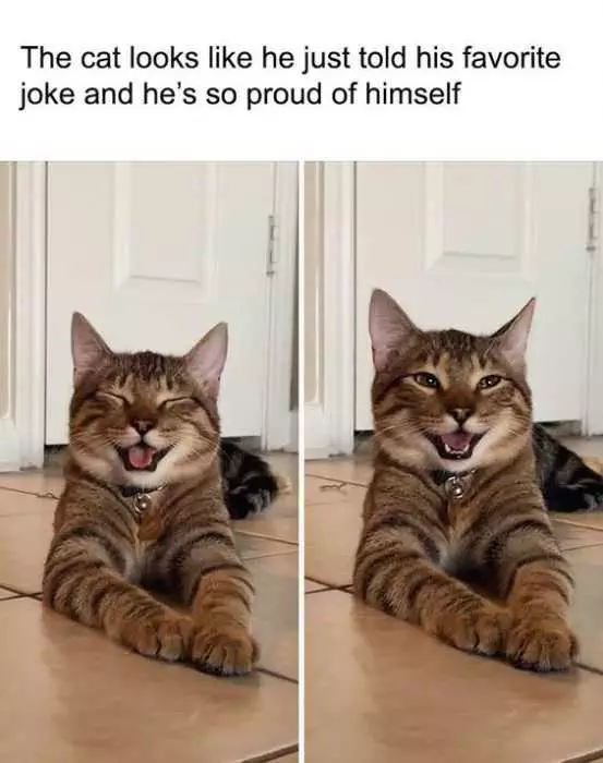 Funny Cat Pictures  Proud Cat