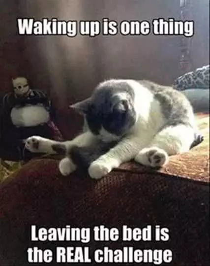 Funny Cat Pictures  Cat Not Getting Out Of Bed