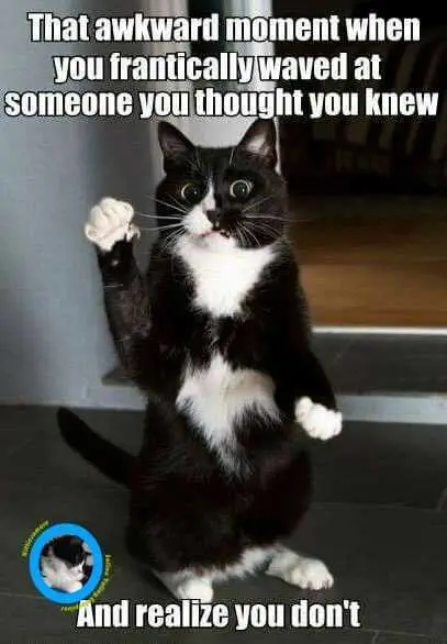 Funny-Wave-Cat Funny Wave Cat