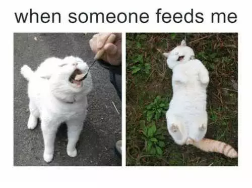 Funny Cat Pictures  Happy To Be Fed Cat Meme