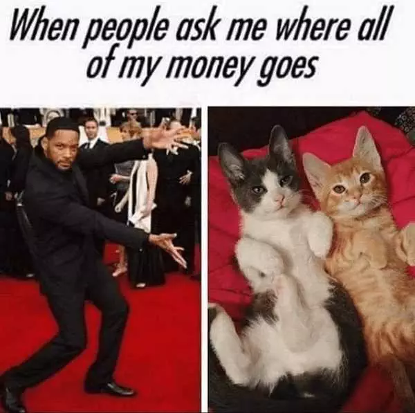 Funny Cat Pictures  Will Smith Spending Money On Cats Meme