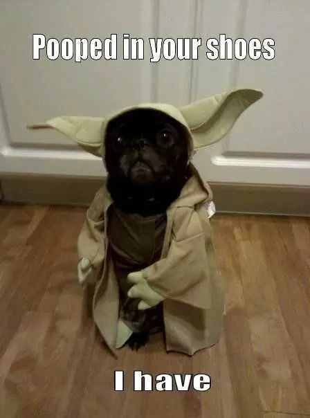 Funny-Yoda-Dog Funny Yoda Dog