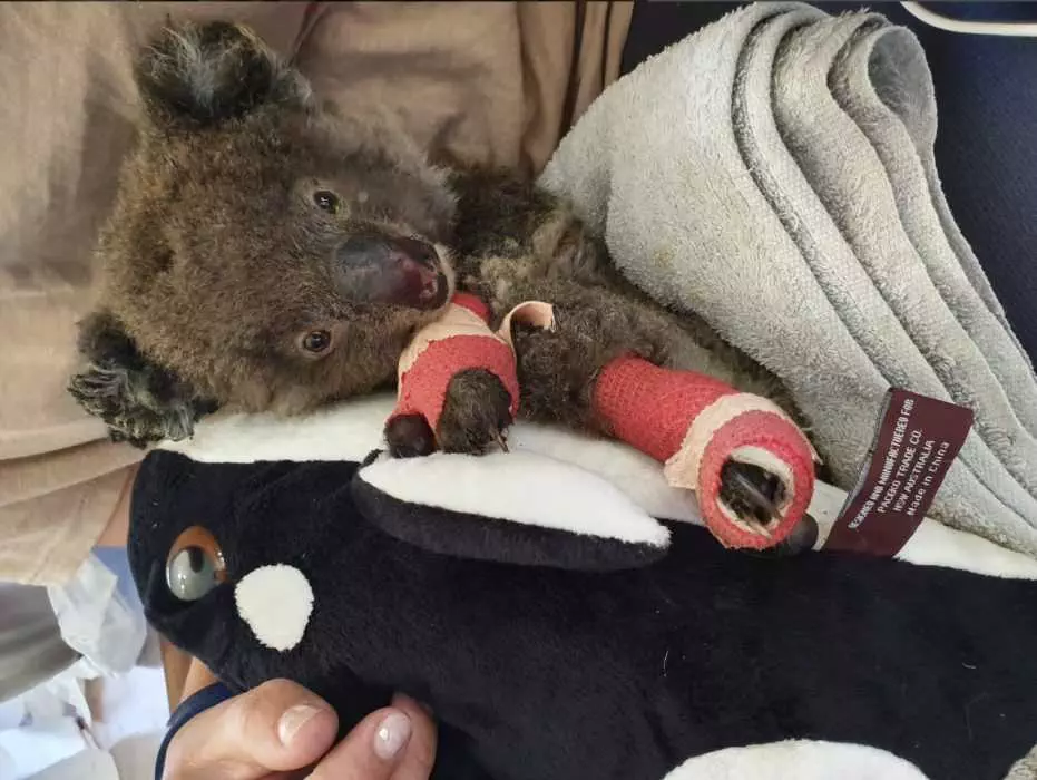 Koala Lying In Blanket After Burn Treatment