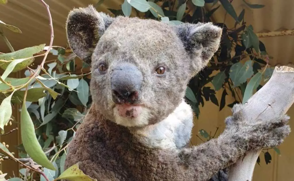Koala With Patchy Fur After Suffering Minor Burns From Raging Wildfires