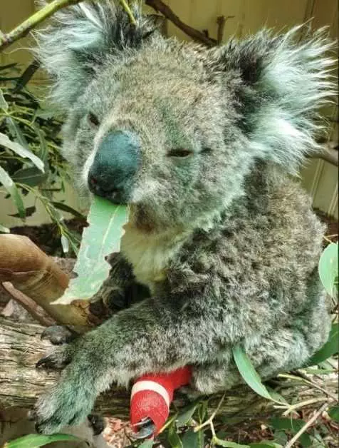 A Koala Falls Asleep While Eating After Being Treated For Burns