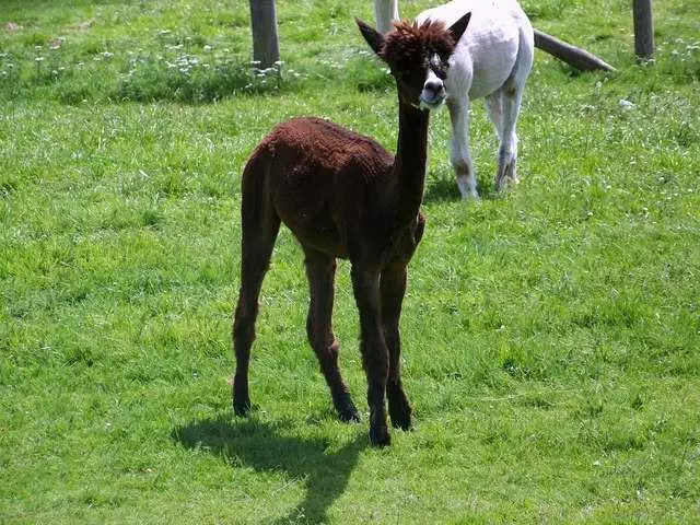 Llama Baby Little Legs