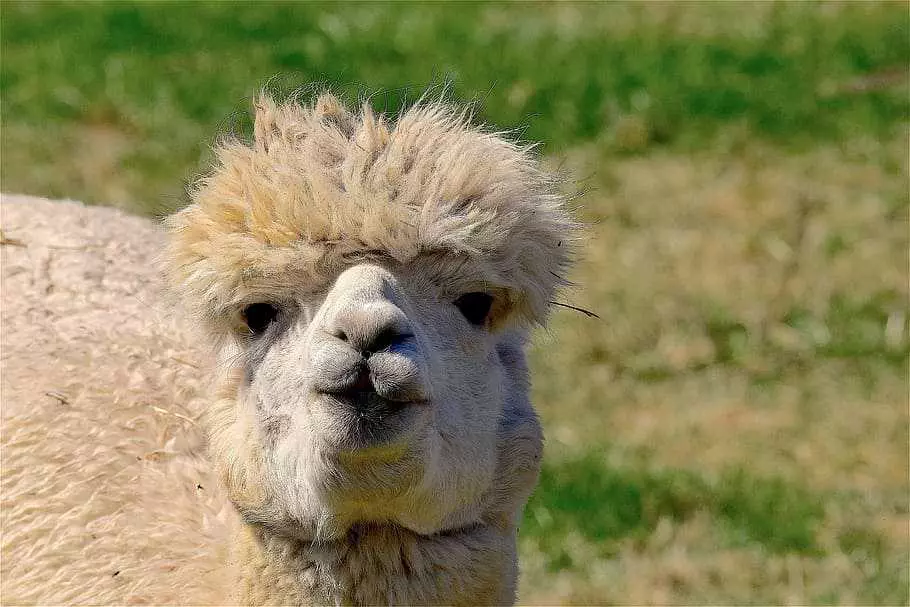 Llama-Haircut Llama Haircut