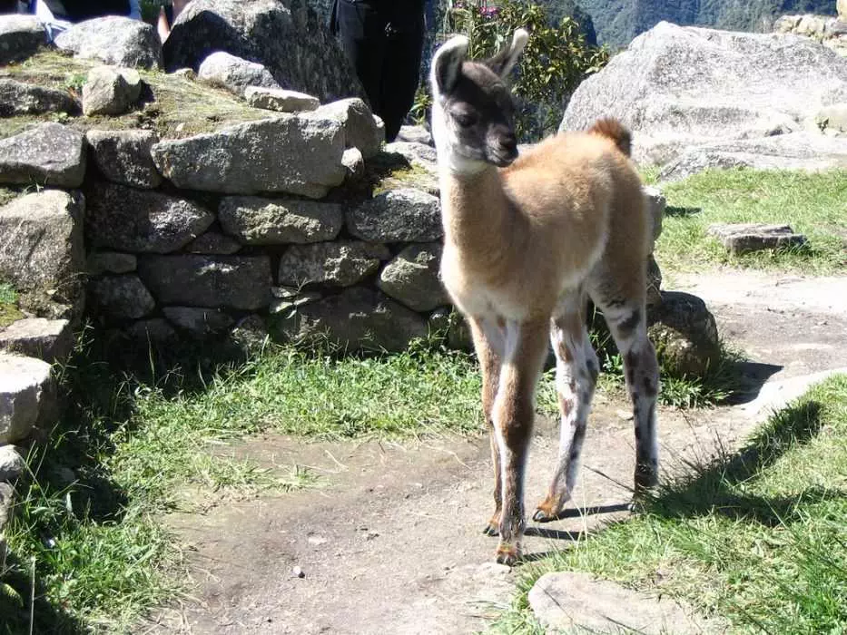Llama-Prance Llama Prance