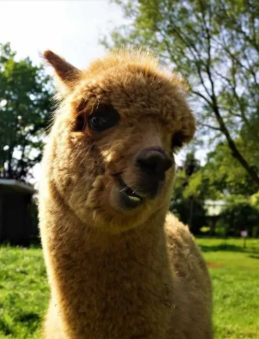 Llama-Shy Llama Shy