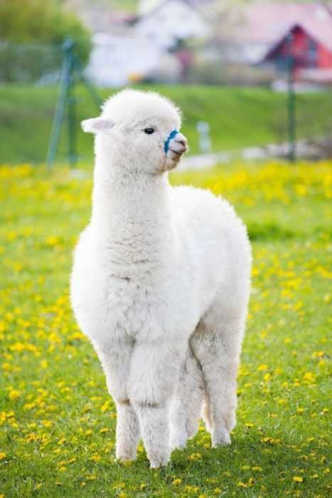 Llama-White Llama White