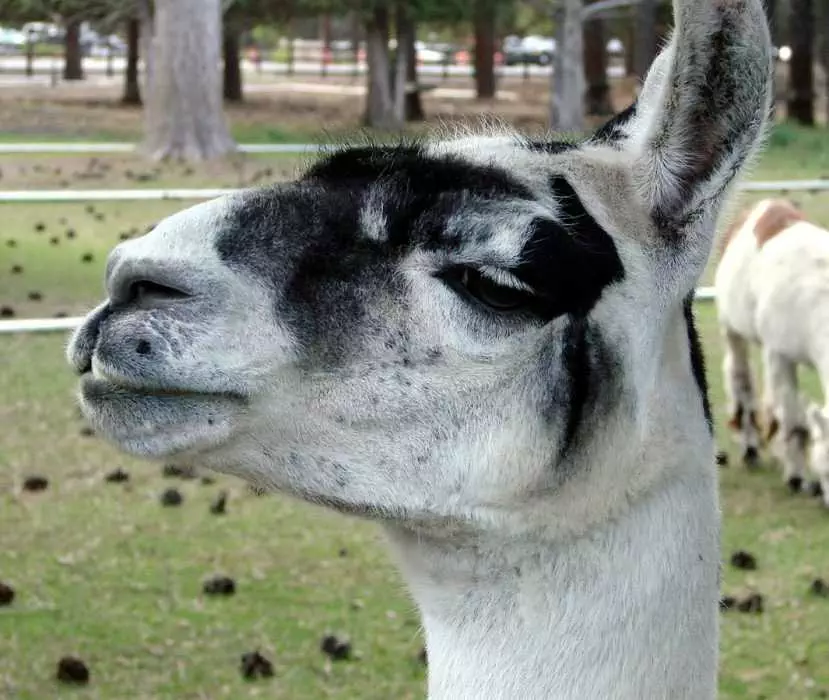 Llama You Looking