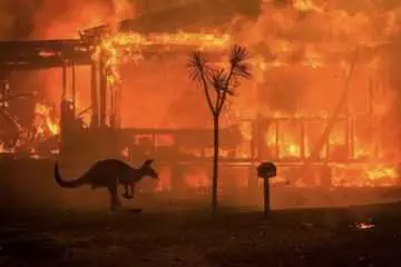 Kangaroo Stops To Observe Raging Wildfires Consume A Farmhouse