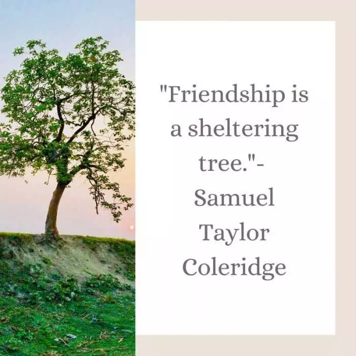 Quote-Friendship-Is-Sheltering-Tree Quote Friendship Is Sheltering Tree