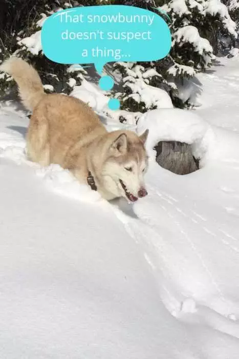 Husky In Snow Stalking Snow Rabbit