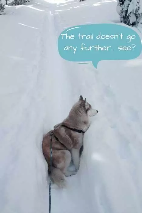 Husky Wedged Sideways In Trail In Snow