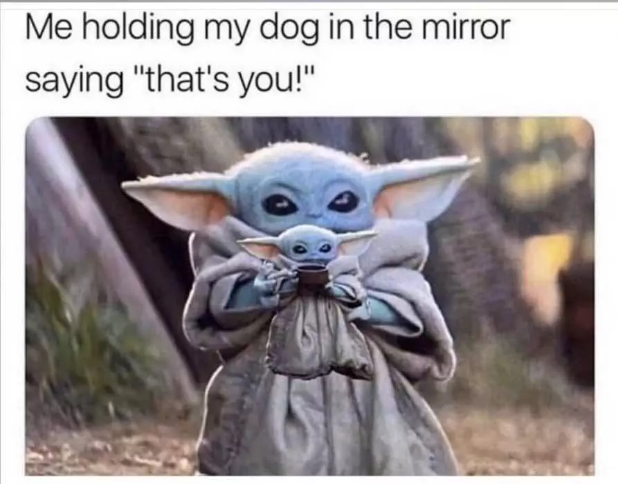 Yoda Holding My Dog