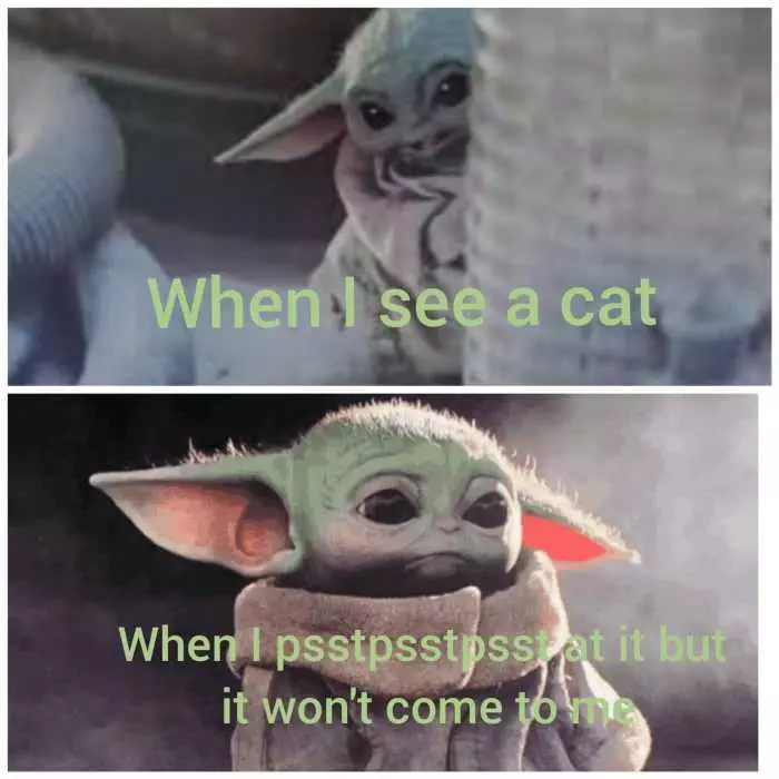 Yoda Pss Cat