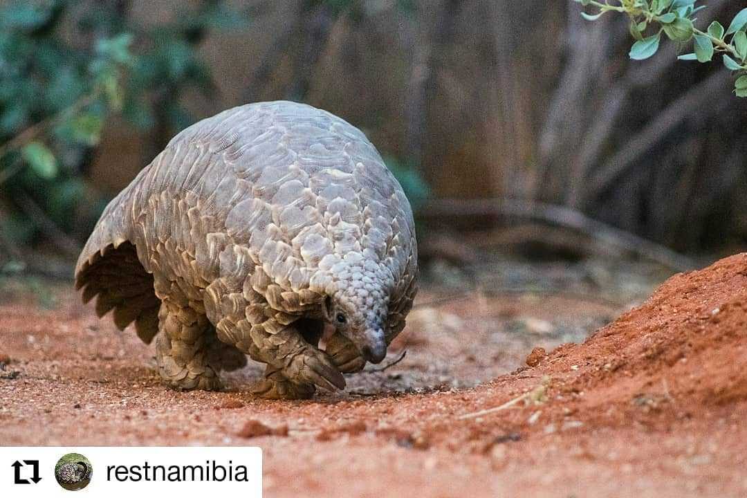 Cute Pangolin Pictures  Pangolin Foraging