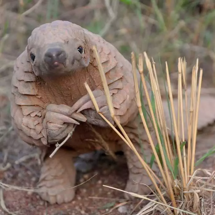 Cute Pangolin Pictures  Pangolin Rubbing Hands In Contemplationg