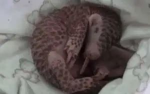 17-Cute-Pangolin-Pictures-11 Cute Pangolin Pictures Sleeping Pangolin