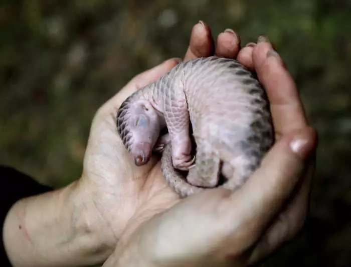 Cute Pangolin Pictures  Baby Pangolin Resting In Hands