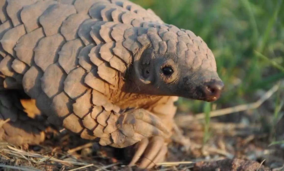 Cute Pangolin Pictures  Pangolin On The Prowl