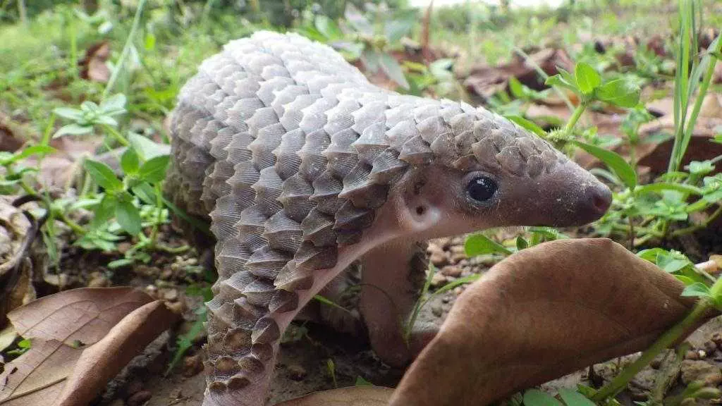17-Cute-Pangolin-Pictures-17 Cute Pangolin Pictures Pangolin Checking Out A Leaf