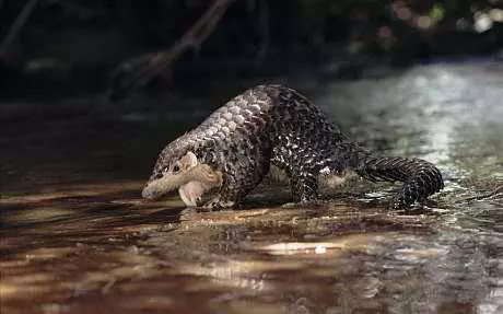 Cute Pangolin Pictures  Pangolin On Water