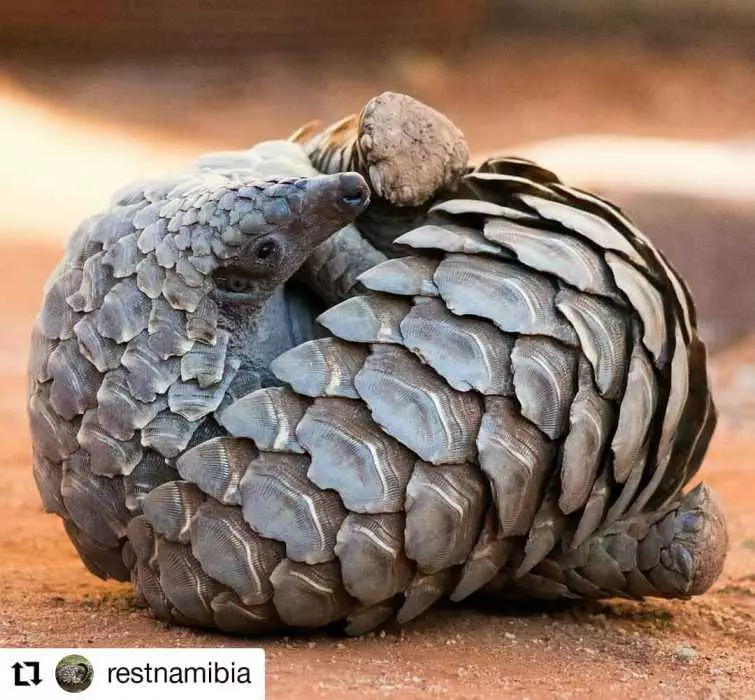 17-Cute-Pangolin-Pictures-3 Cute Pangolin Pictures Pangolin Rolling Over