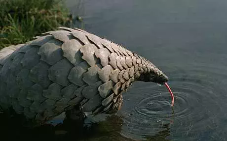 17-Cute-Pangolin-Pictures-8 Cute Pangolin Pictures Pangolin Having A Drink