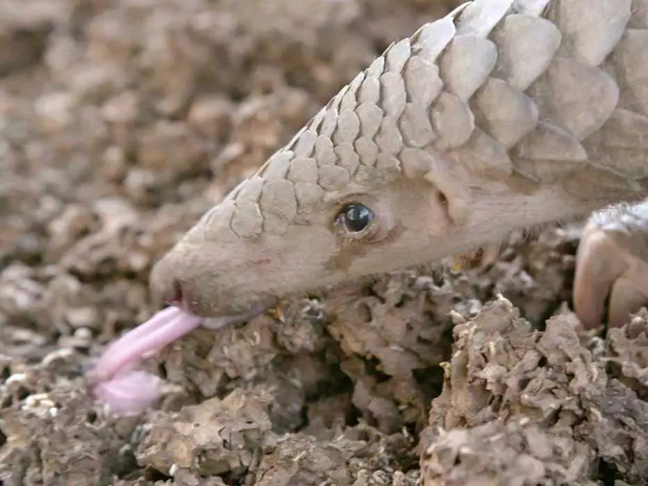 Cute Pangolin Pictures  Pangolin Hunting For Ants
