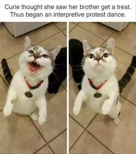 Animal Protest Dance