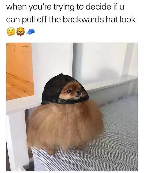 Funny Backwards Hat