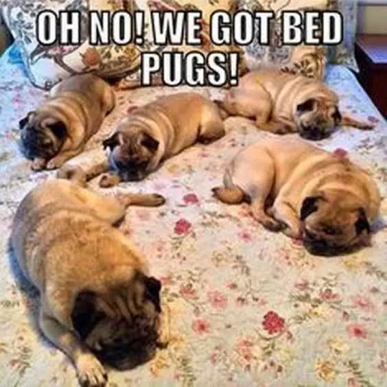 Funny Bed Pugs