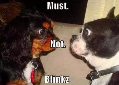 Funny Blink Not