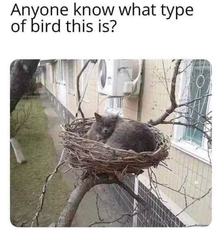 Funny Cat Bird