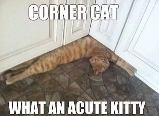 27 Hilarious Cute Animal Pictures  Acute Kitty