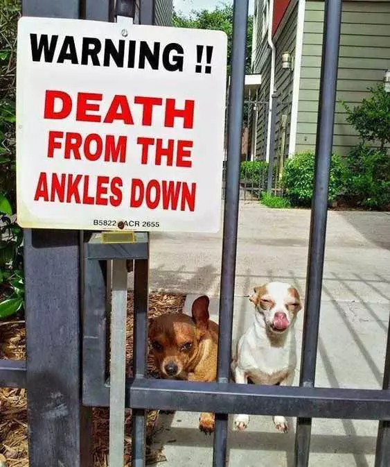 Funny Death Ankles