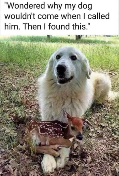 27 Hilarious Cute Animal Pictures  Doggy Toy Deer