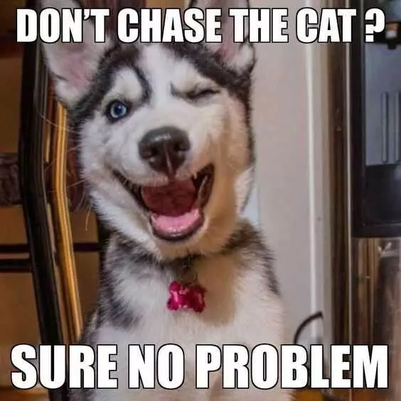 Funny Dont Chase Cat