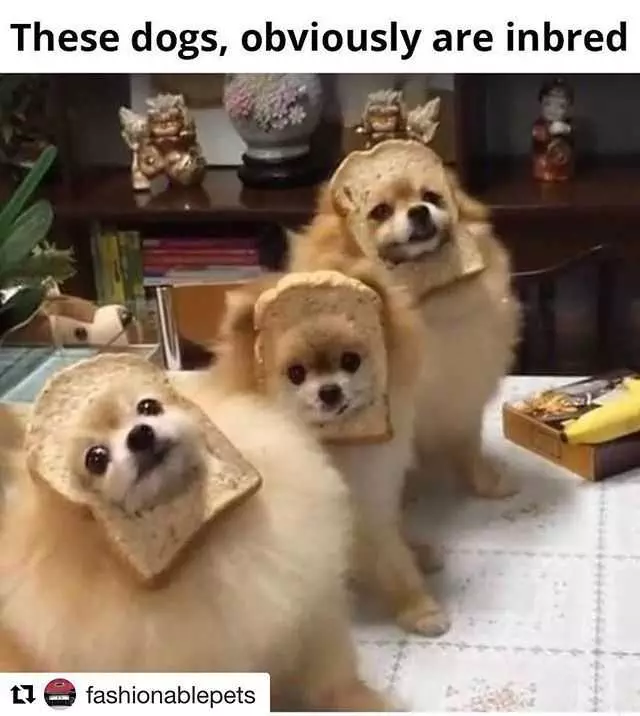 Funny In Bred Dogs