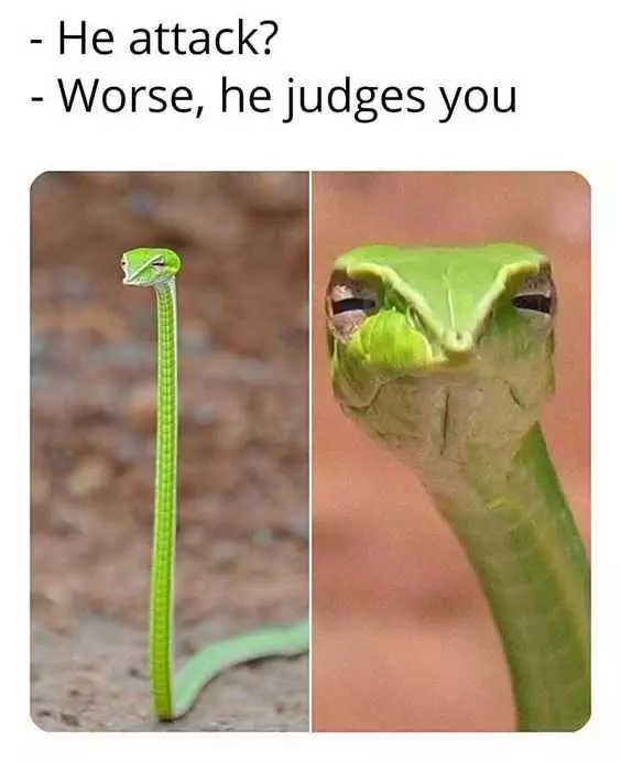 27 Hilarious Cute Animal Pictures  Judgemental Snake