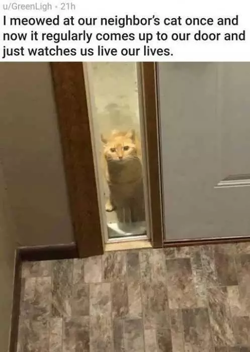 Funny Meowed Lives