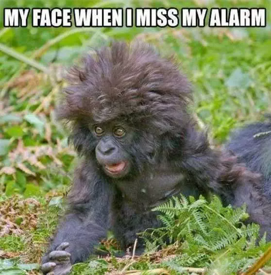 Funny Missed Alarm