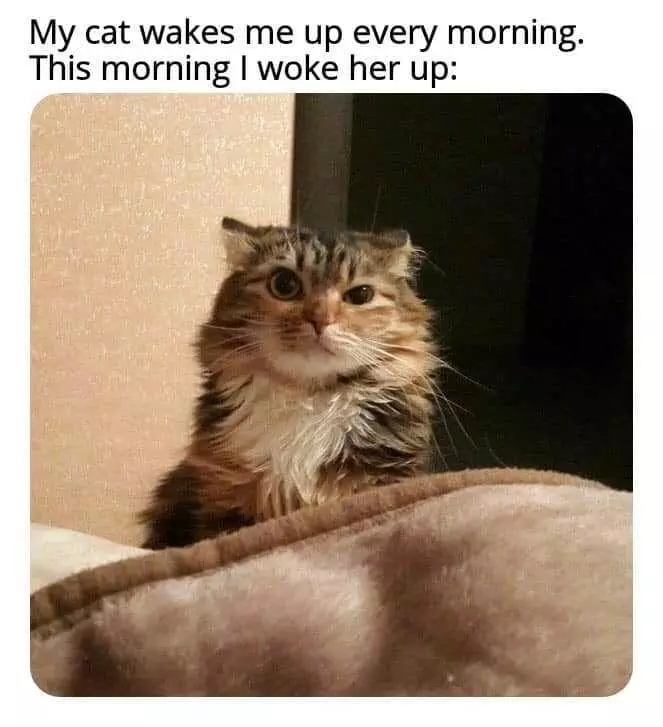 Funny Morning Woke Her Up