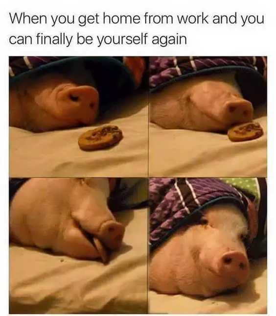 Funny Pig Yourself